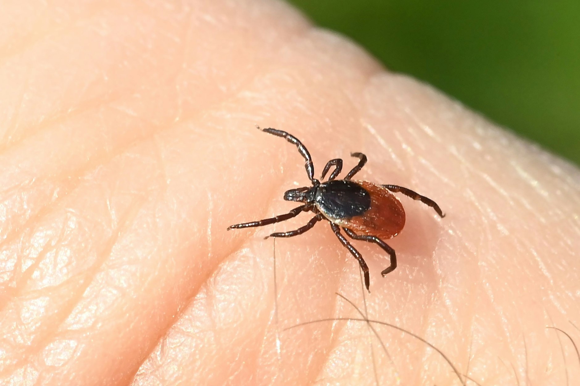 Zecken können FSME und Lyme-Borreliose übertragen.