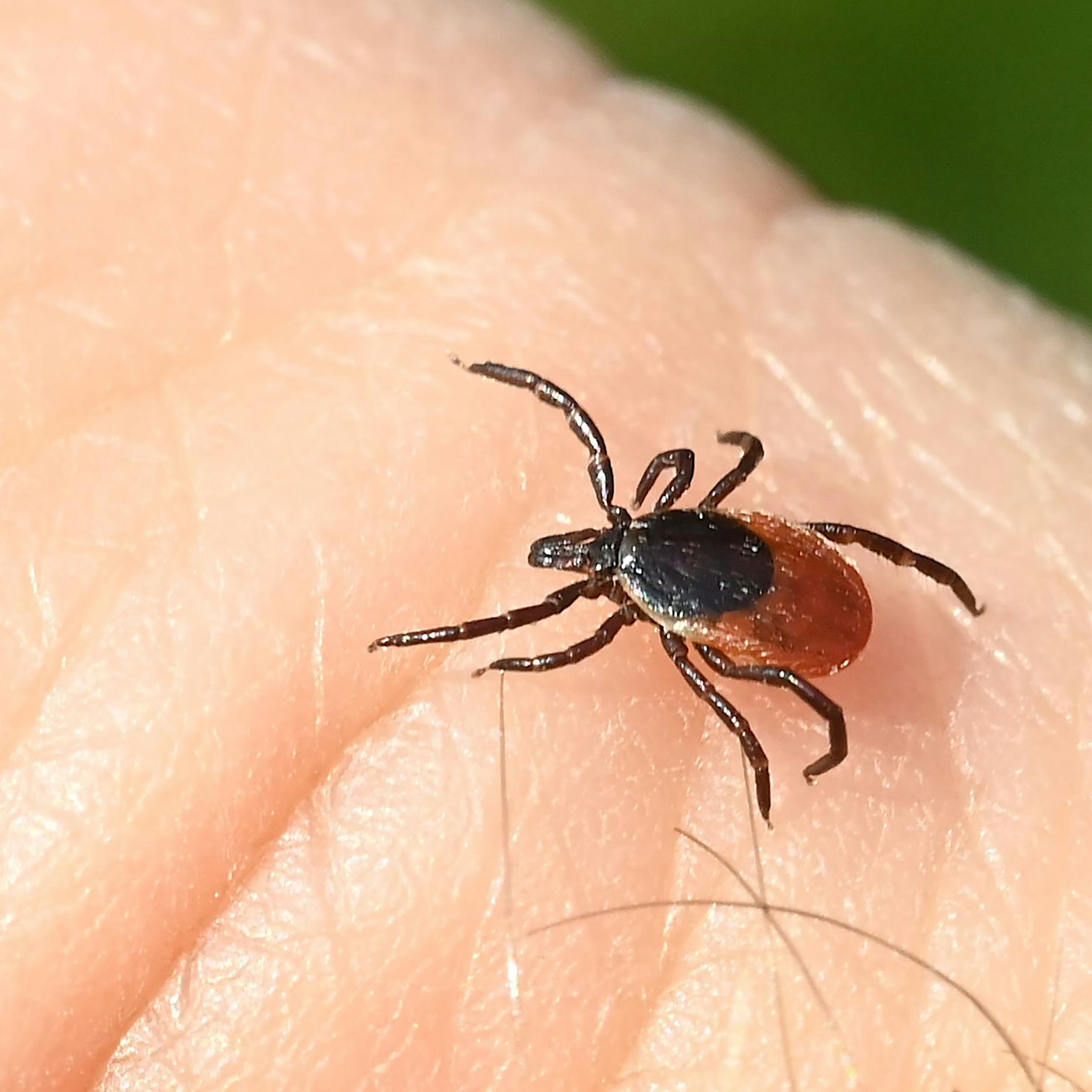 Zecken sind wieder aktiv: Das sind die FSME-Risikogebiete