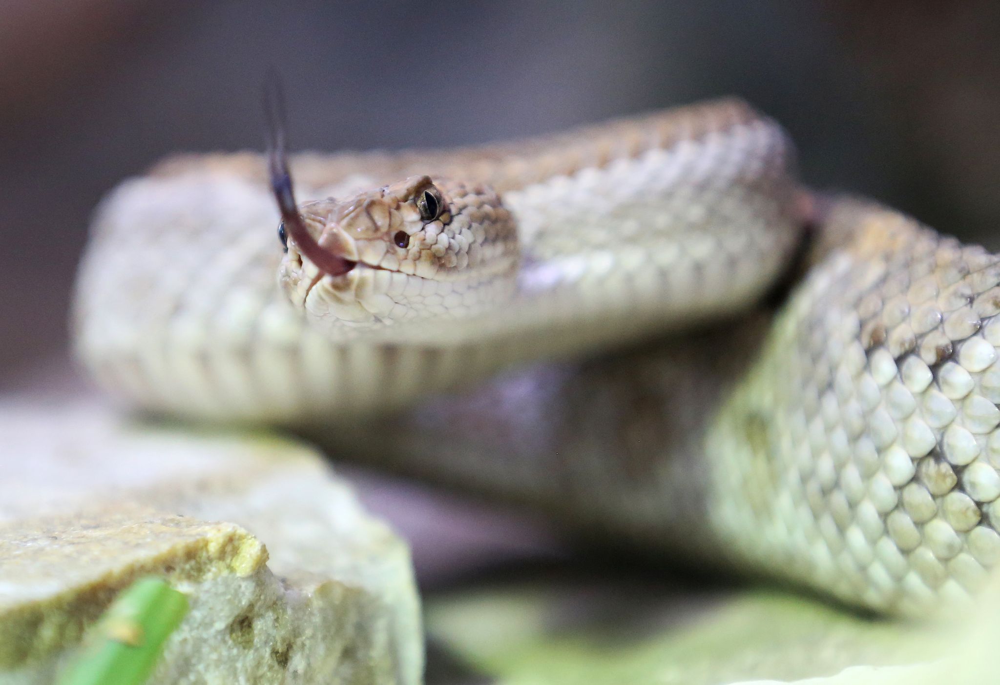 Image - Frau (35) wird in ihrer Wohnung von Klapperschlange gebissen – jetzt schwebt sie in Lebensgefahr!