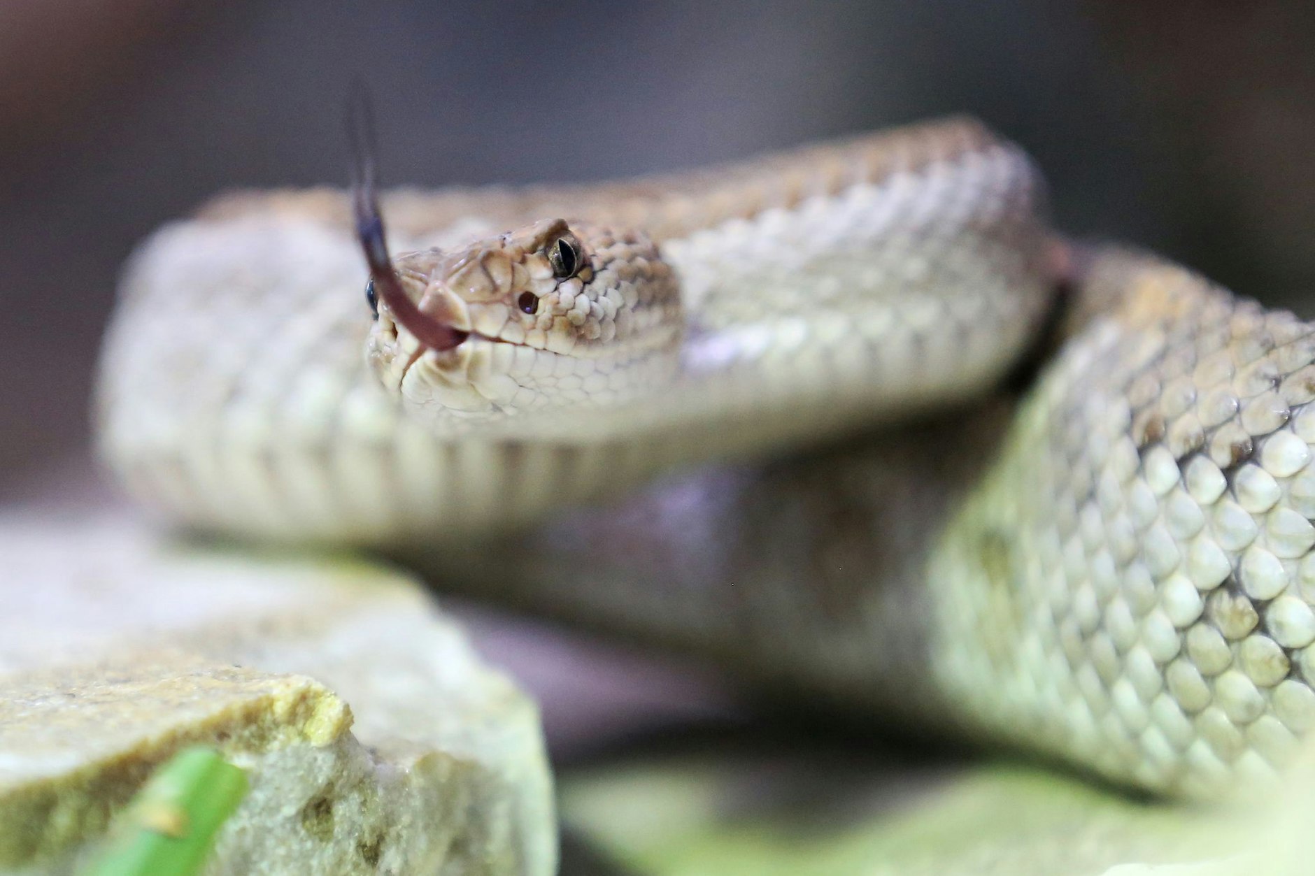 Eine giftige Aruba-Klapperschlange (Symbolbild).