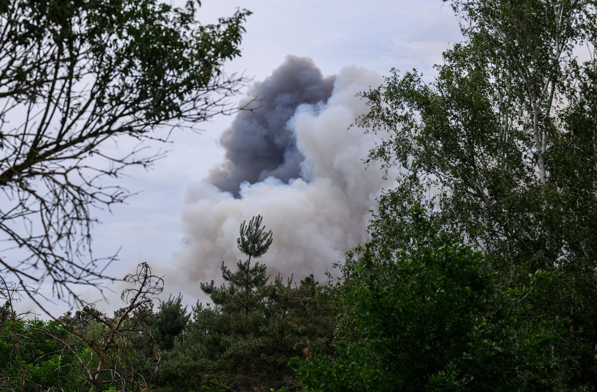 Image - Drohen jetzt Waldbrände auch in Berlin? Umweltexperten fordern diese sechs Notmaßnahmen gegen die Feuer-Katastrophe