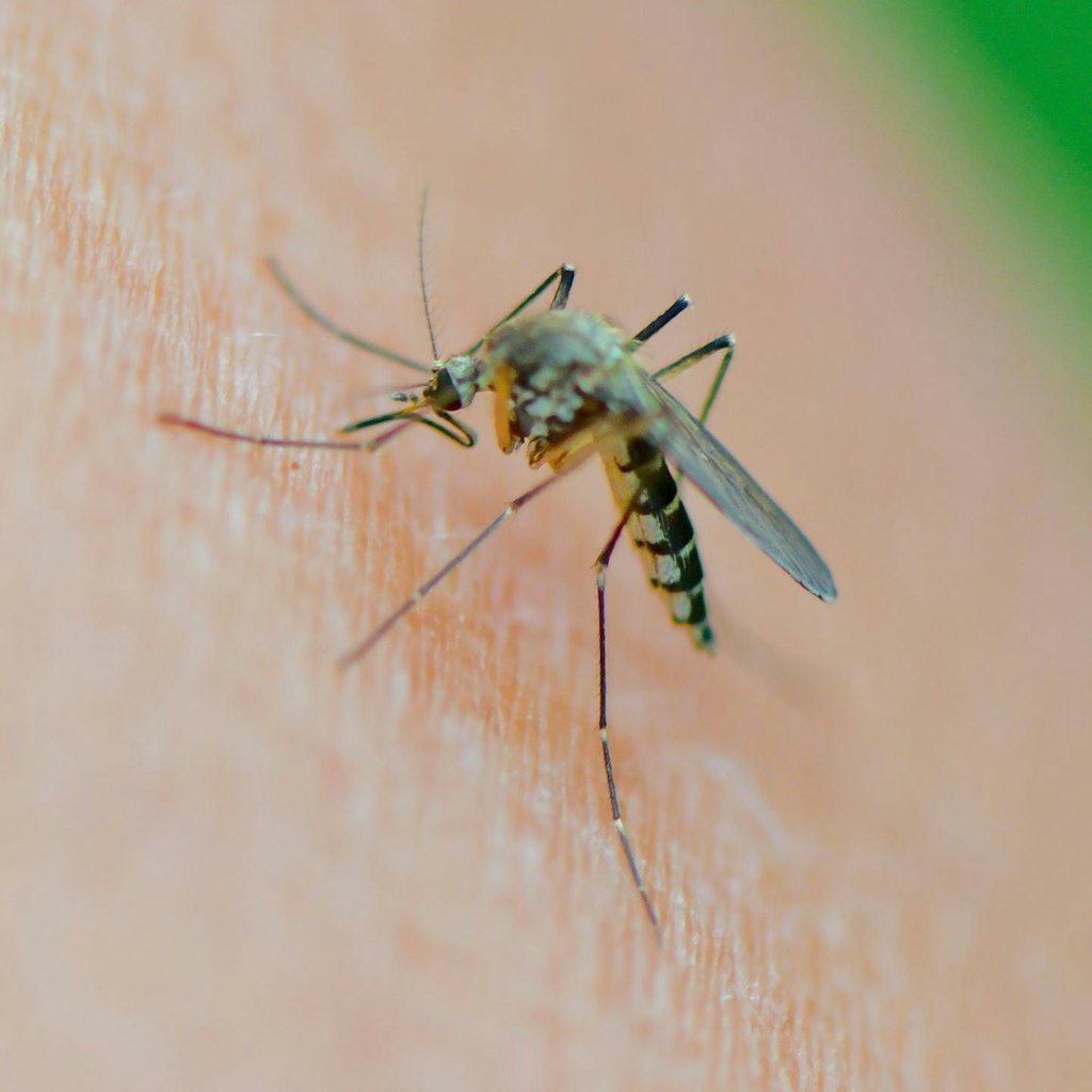 Lavendel, Duftstecker, Öle, Sensor-Armbänder: Was hilft wirklich gegen  Mücken?