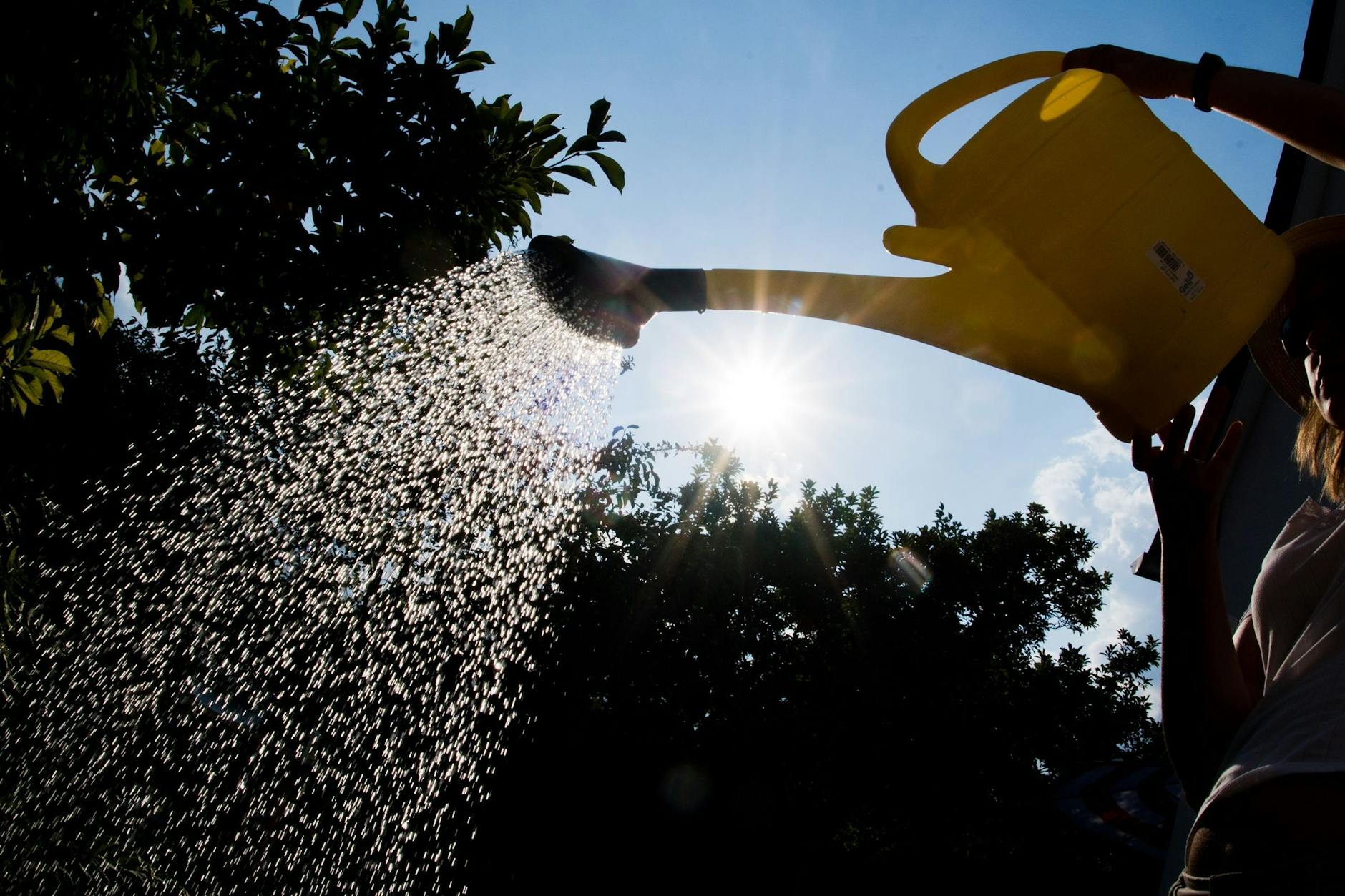 Gärten sollten tagsüber nicht mehr gegossen werden: Der Berliner Senat ruft die Bürger zum Wassersparen auf.