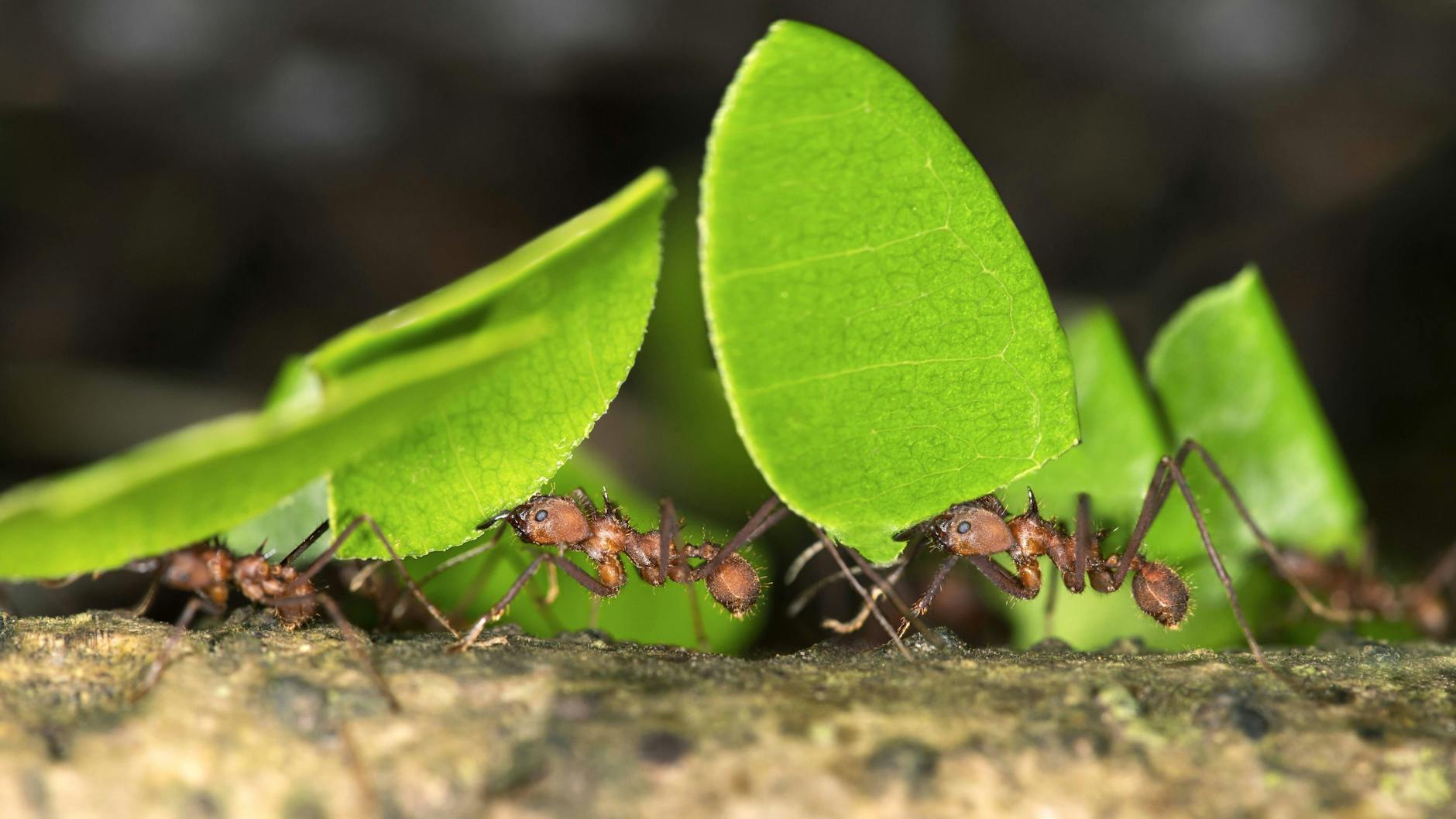 Ameisen im Garten bekämpft man am besten mit Hausmitteln.