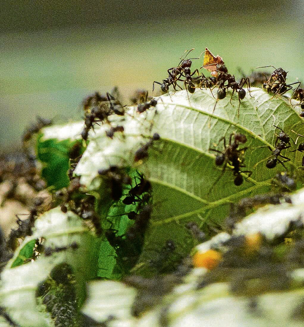 Image - Genialer Zimt-Trick: So vertreiben Sie lästige Ameisen aus Ihrem Garten – ohne Chemiekeule