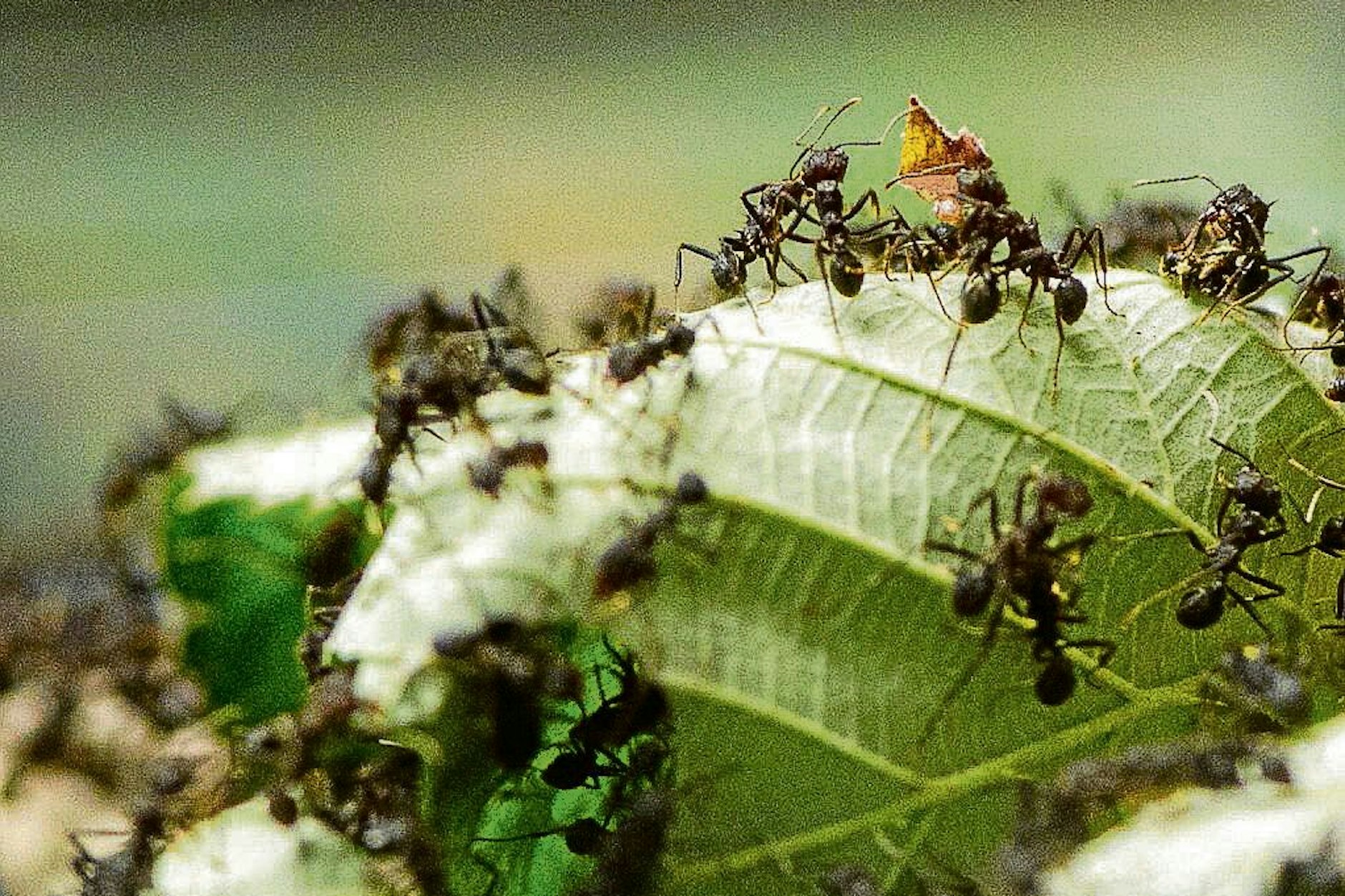 Ameisen treten in großer Zahl auf und werden daher schnell lästig – Hobbygärtner können ihnen aber mit einfachen Mitteln Grenzen setzen.