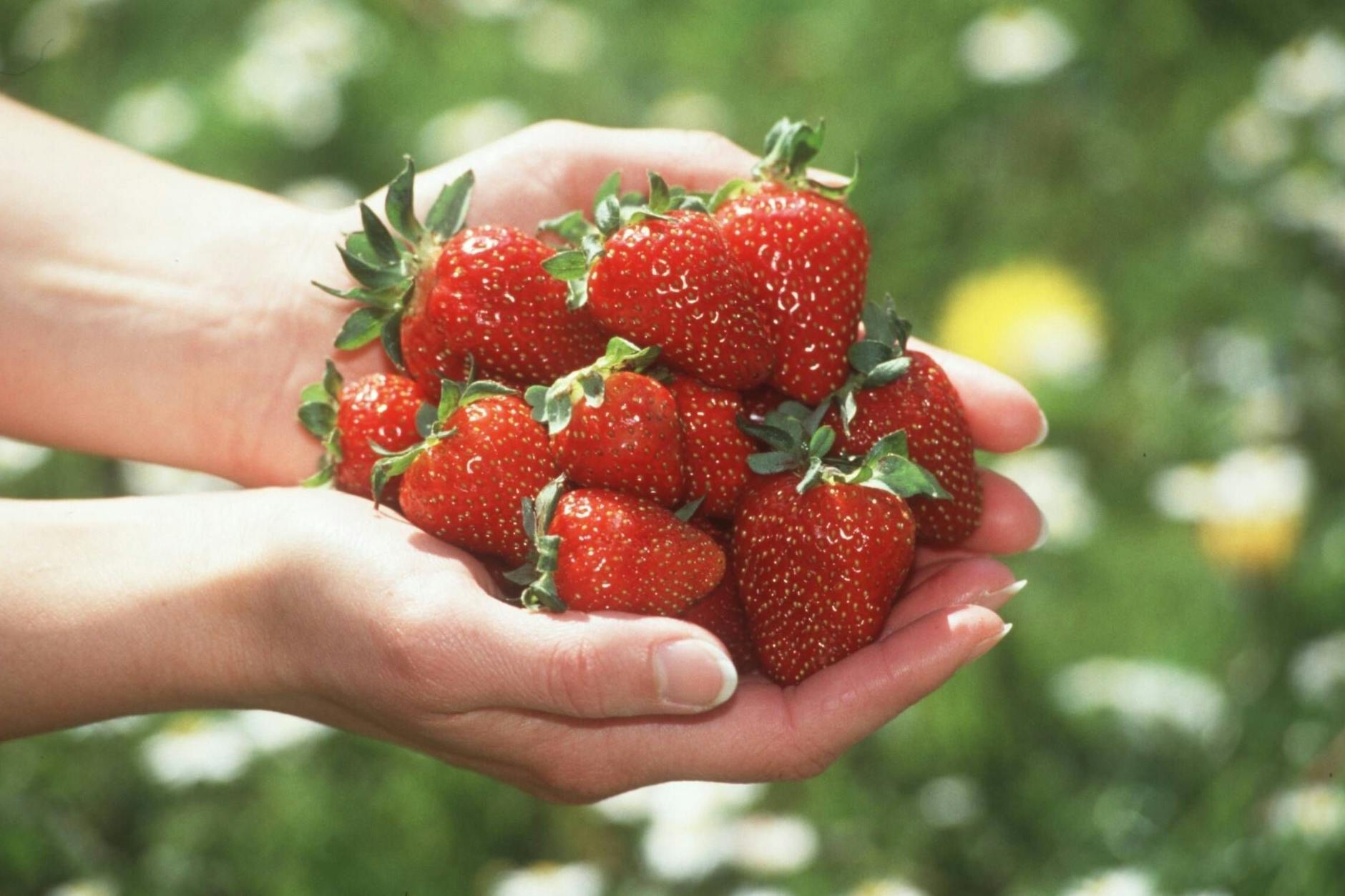 Unsere Autorin isst jede Menge Erdbeeren – nur die guten Bio-Beeren aus Deutschland allerdings.