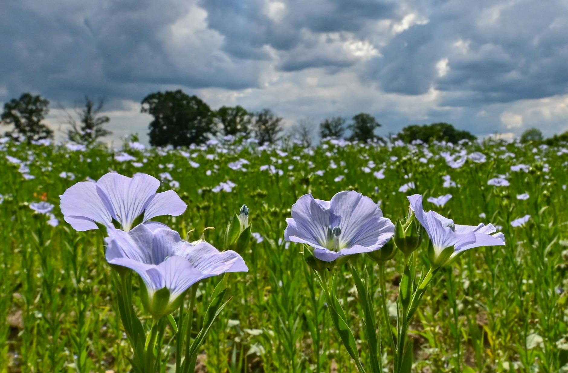ARCHIV - Flachs (Öllein) blüht auf einem Feld in Brandenburg.