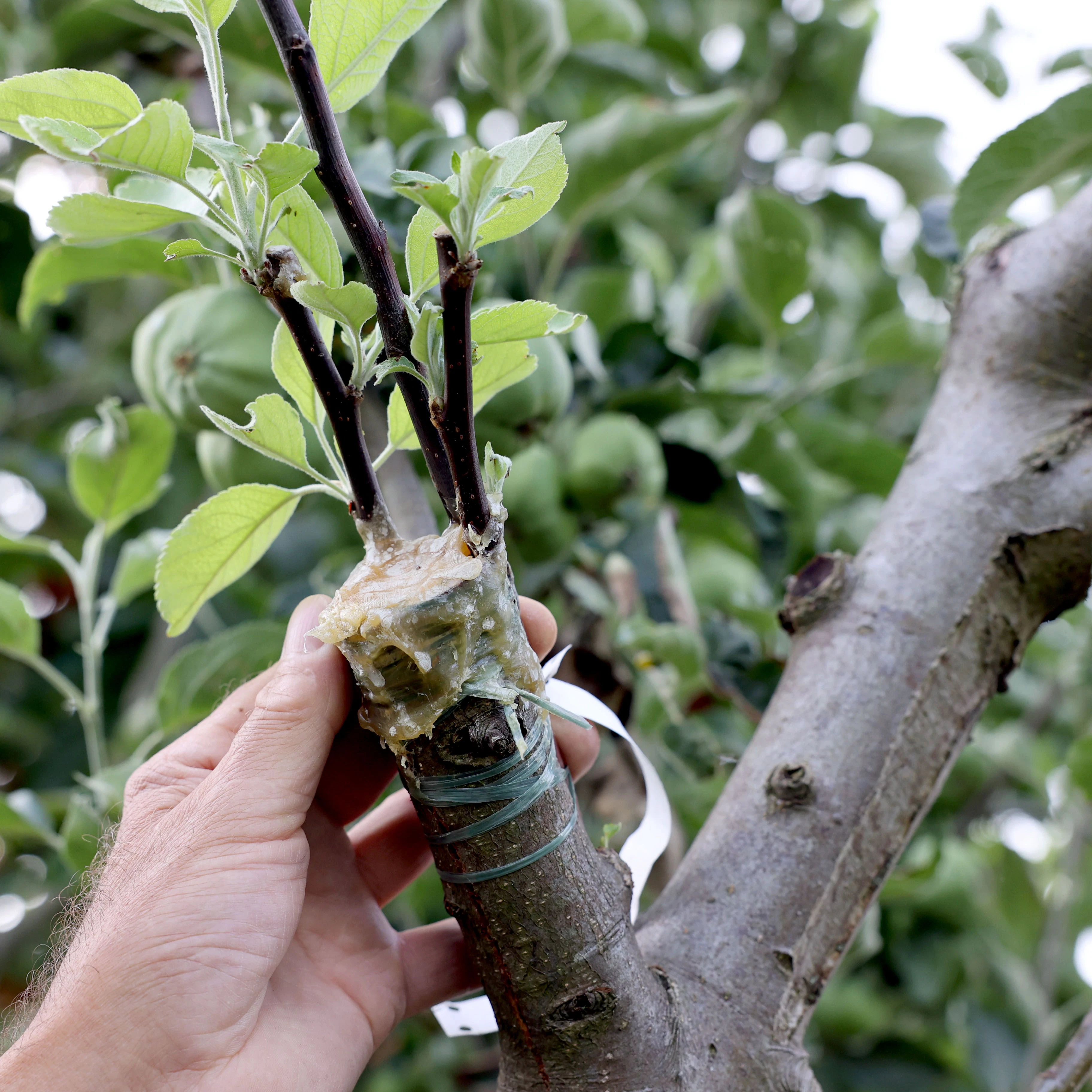 Die hohe Kunst der Vermehrung am Obstbaum: Ein Zweig wird aufgepfropft.