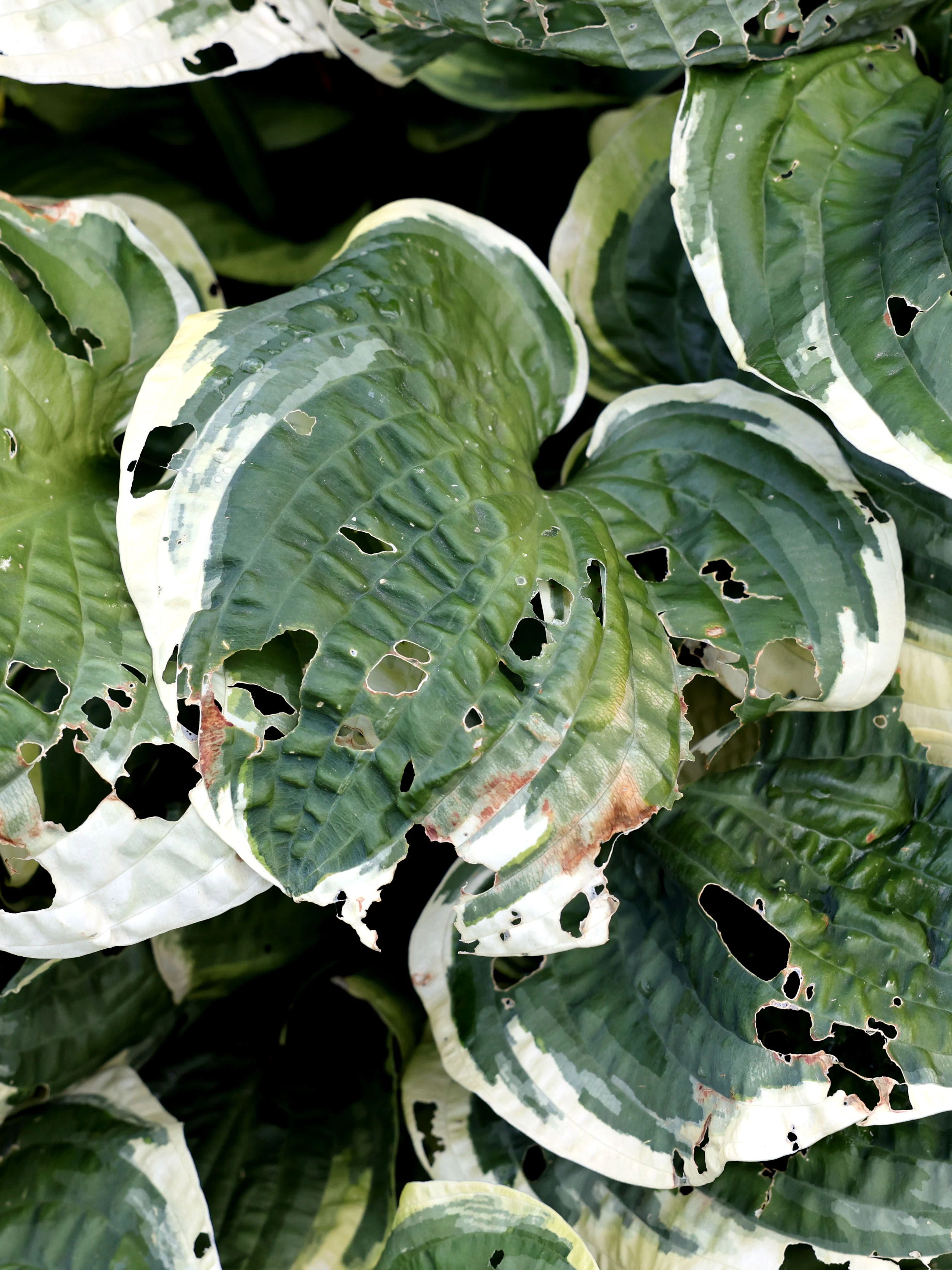 Funkie, von Schnecken zerfressen, im Garten von Herbert Hoppensack.
