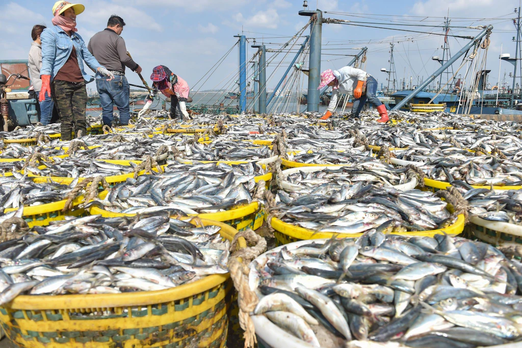 Überfischung der Weltmeere nimmt weiter zu: WWF warnt vor Katastrophe
