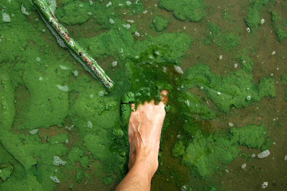 Fuß im mit Blaualgen verschmutzten Wasser. (Archivbild)