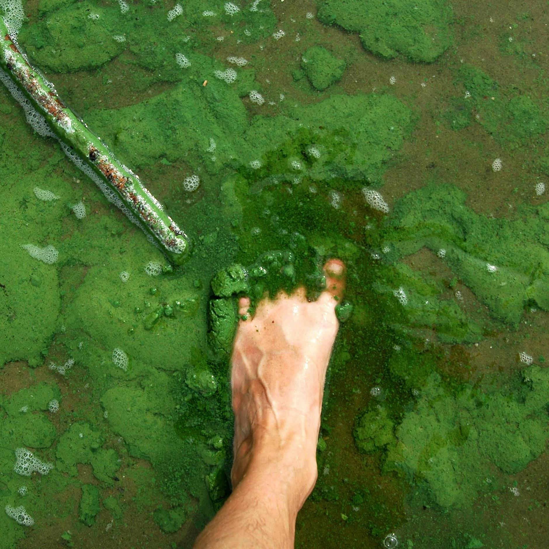 Brandenburg: Bringen uns Blaualgen in Seen bei Berlin um den Badespaß?