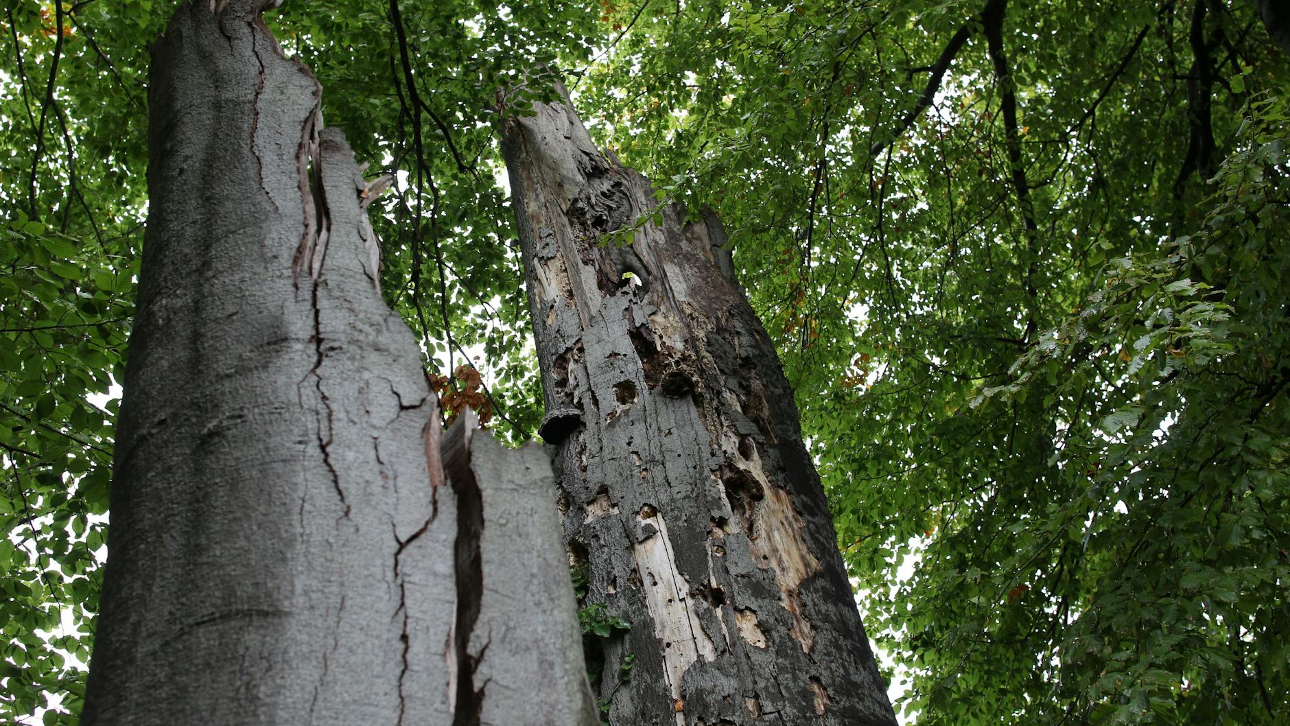 Die klimabedingten Schäden an den uralten Bäumen sind teilweise extrem.