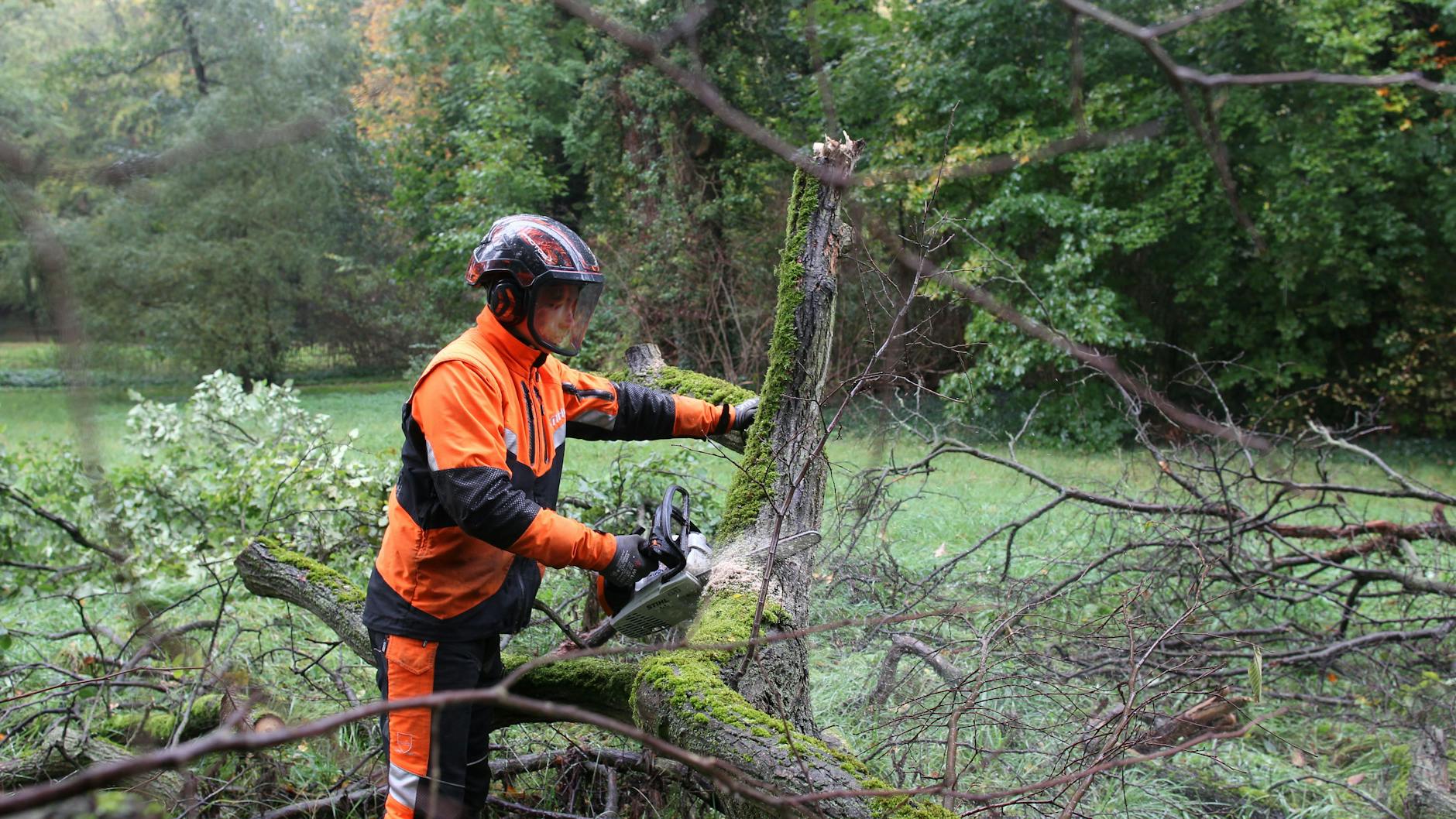 Ein Forstarbeiter zerlegt mit einer Kettensäge einen geschädigten alten Baum im Park Sanssouci.