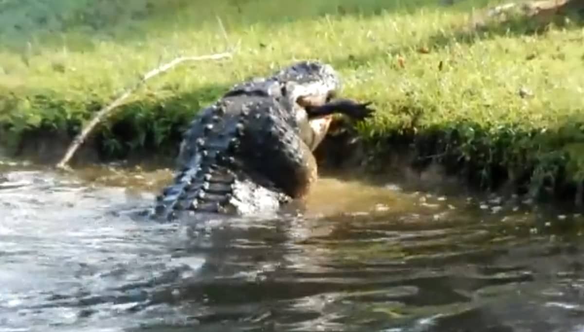 Image - Vier Meter langer „Monster“-Alligator tötet Anwohner beim Grasschneiden