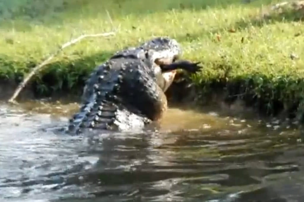 Immer wieder kommt es im US-Bundesstaat South Carolina zu schweren Alligator-Attacken wie hier im Oktober 2021.