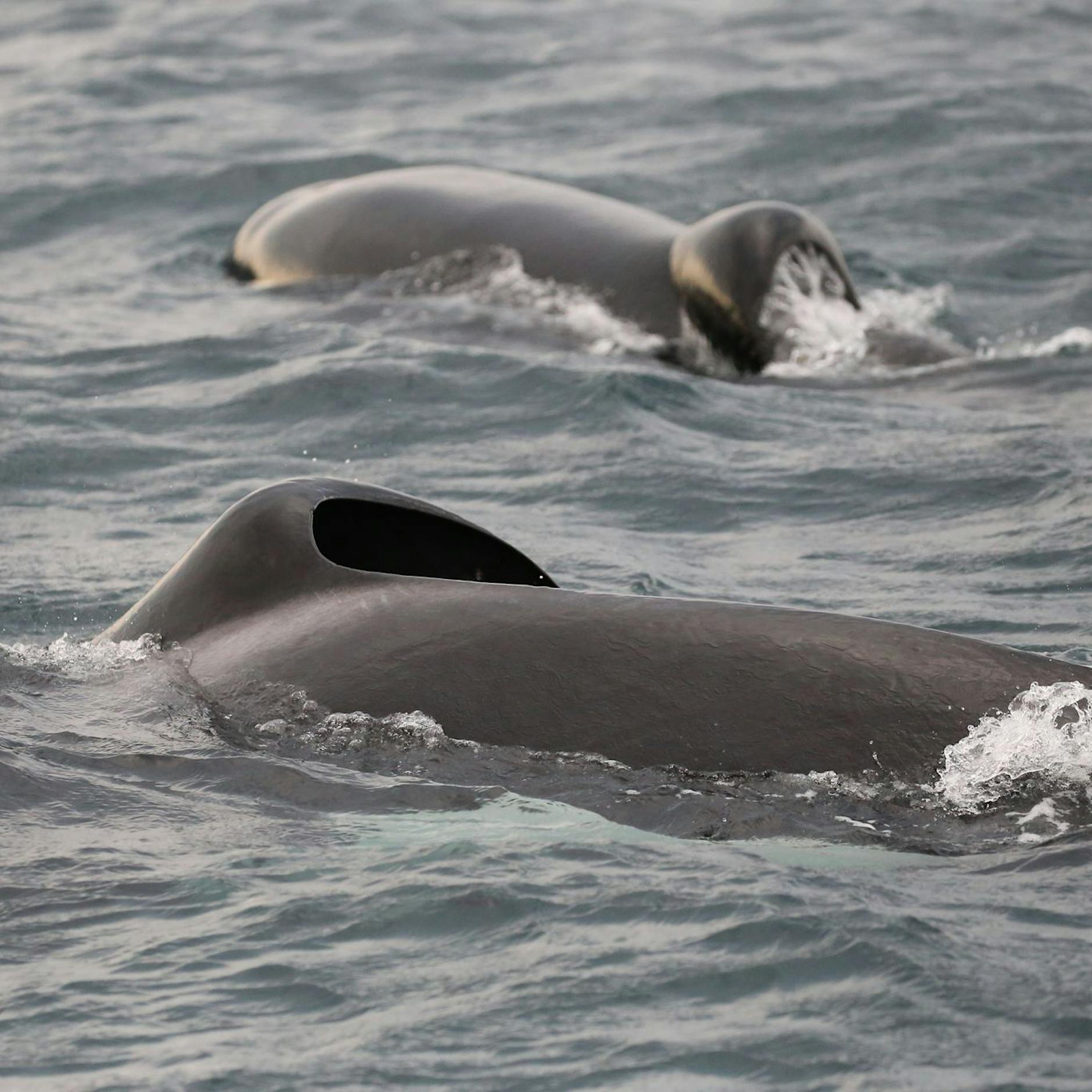 Südafrika: Dieses Orca-Pärchen jagt und tötet Weiße Haie