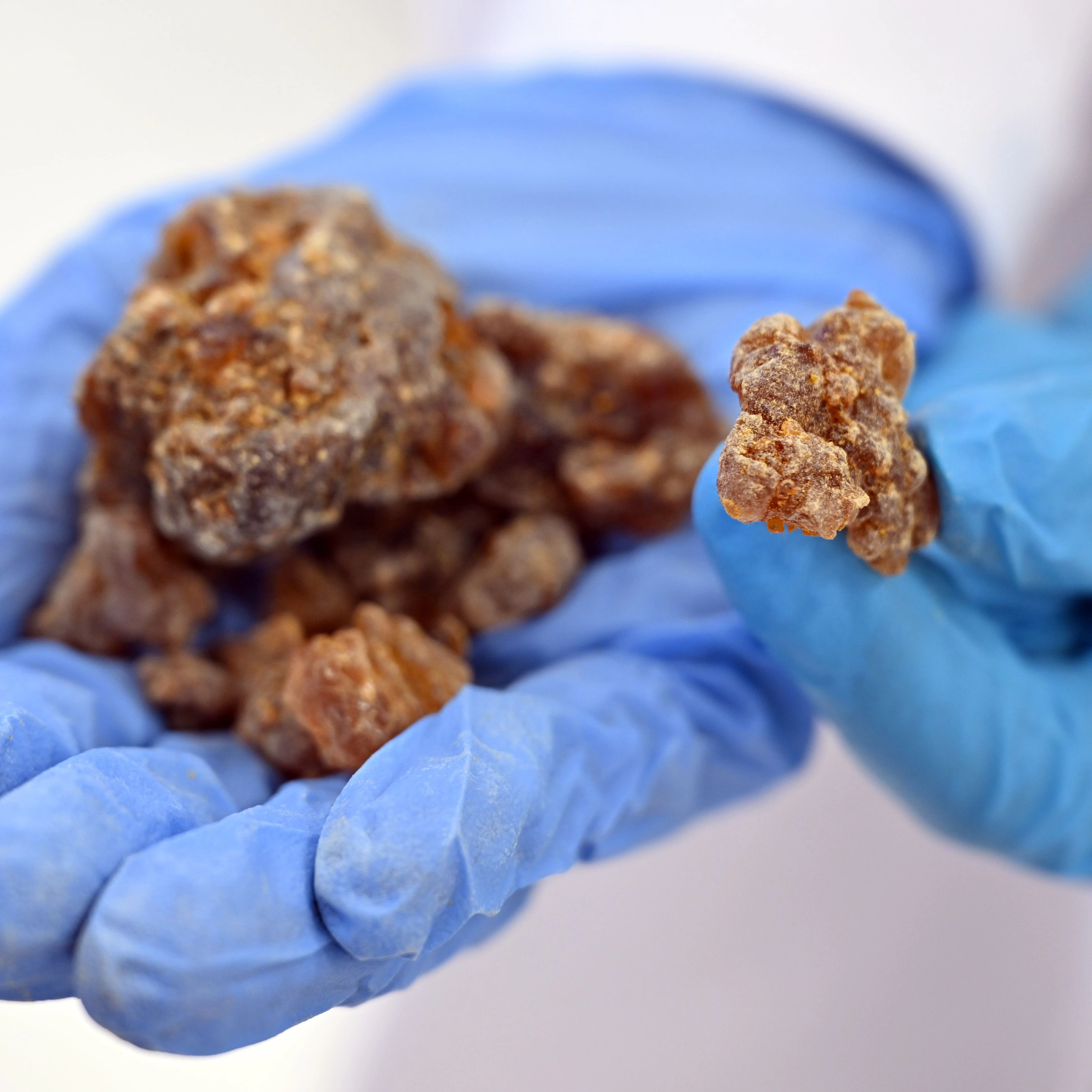 Harz der Myrrhe aus einem archäologischen Fund, präsentiert in einem Labor in Jena, wo Forscher den Gerüchen der Vergangenheit auf der Spur sind.