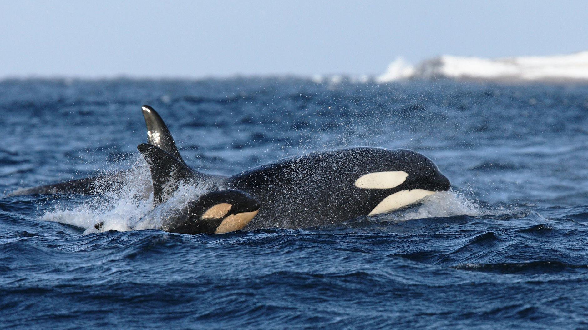 In Südafrika vertreibt ein Orca-Pärchen Weiße Haie aus ihrem angestammten Lebensraum.
