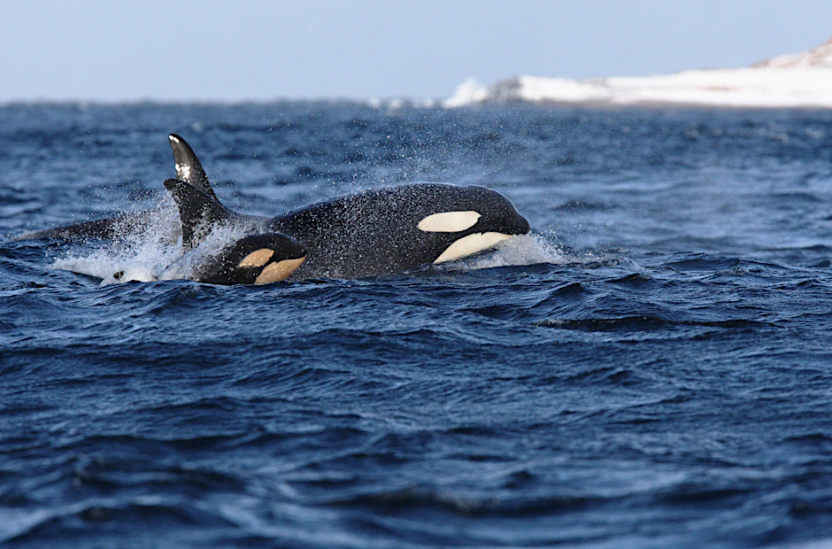 In Südafrika vertreibt ein Orca-Pärchen Weiße Haie aus ihrem angestammten Lebensraum.