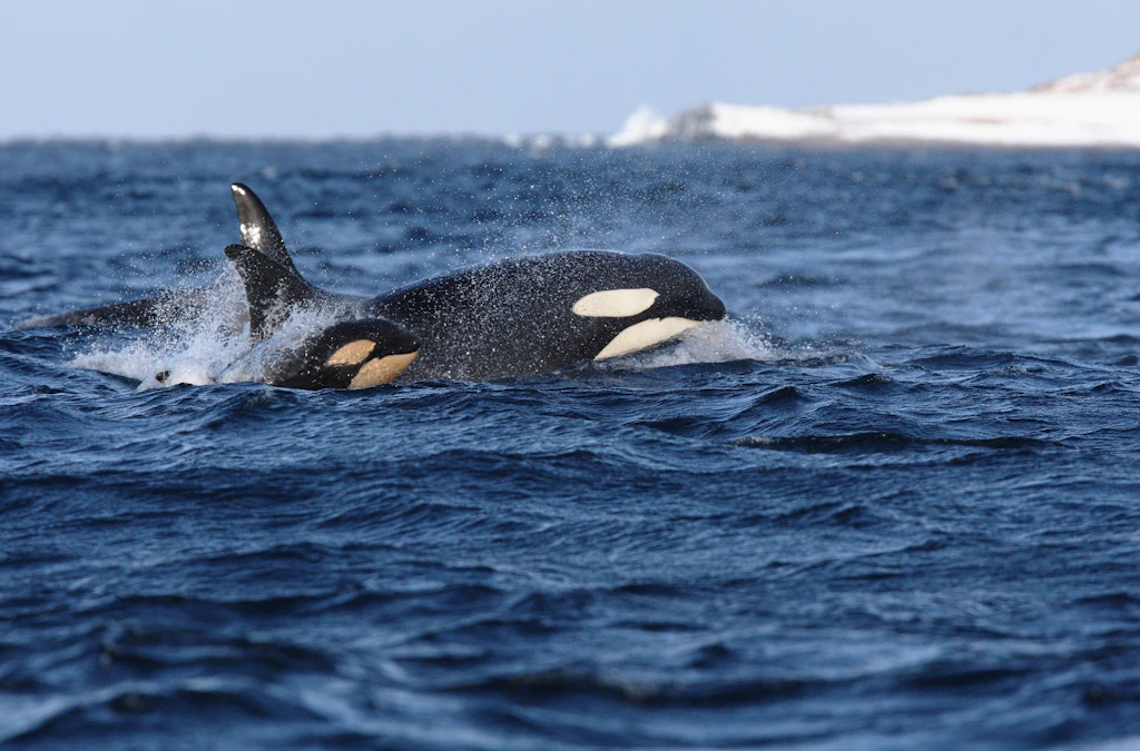 Orca-Pärchen tötet Weiße Haie in Südafrika – das hat Folgen