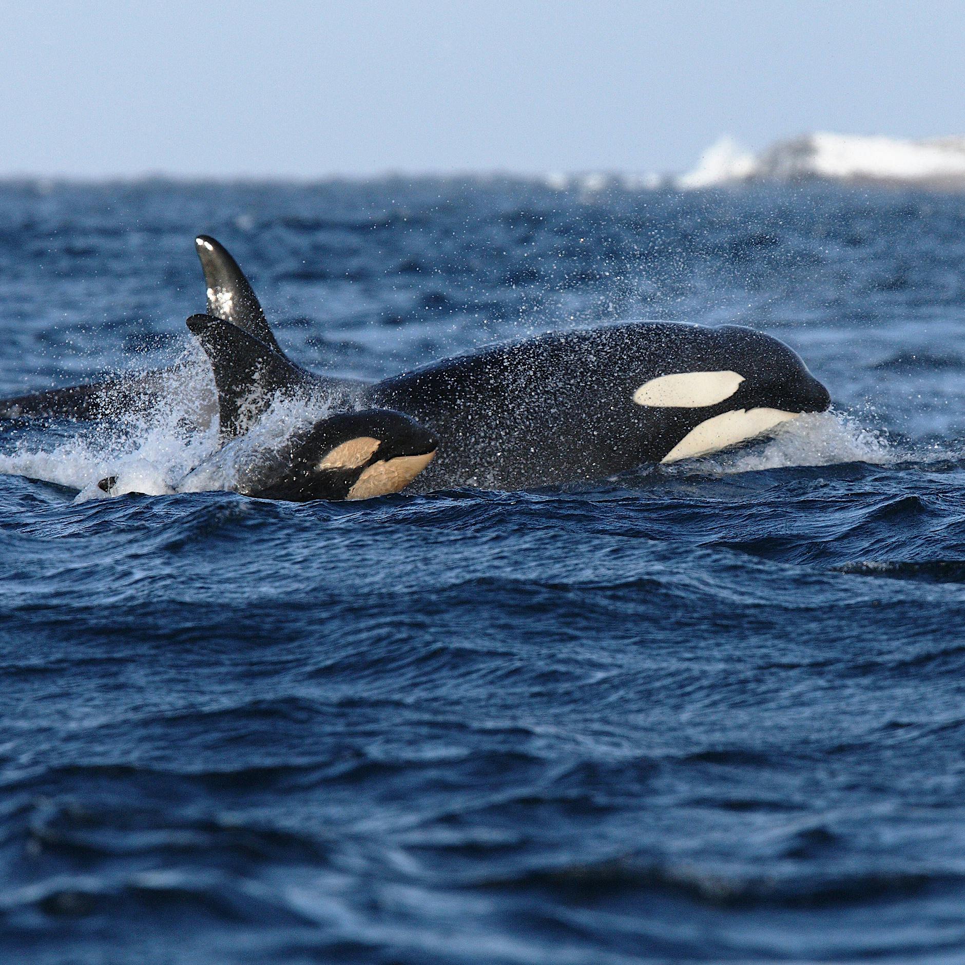 Mysteriöse Orca-Attacken versetzen Segler in Angst und Schrecken