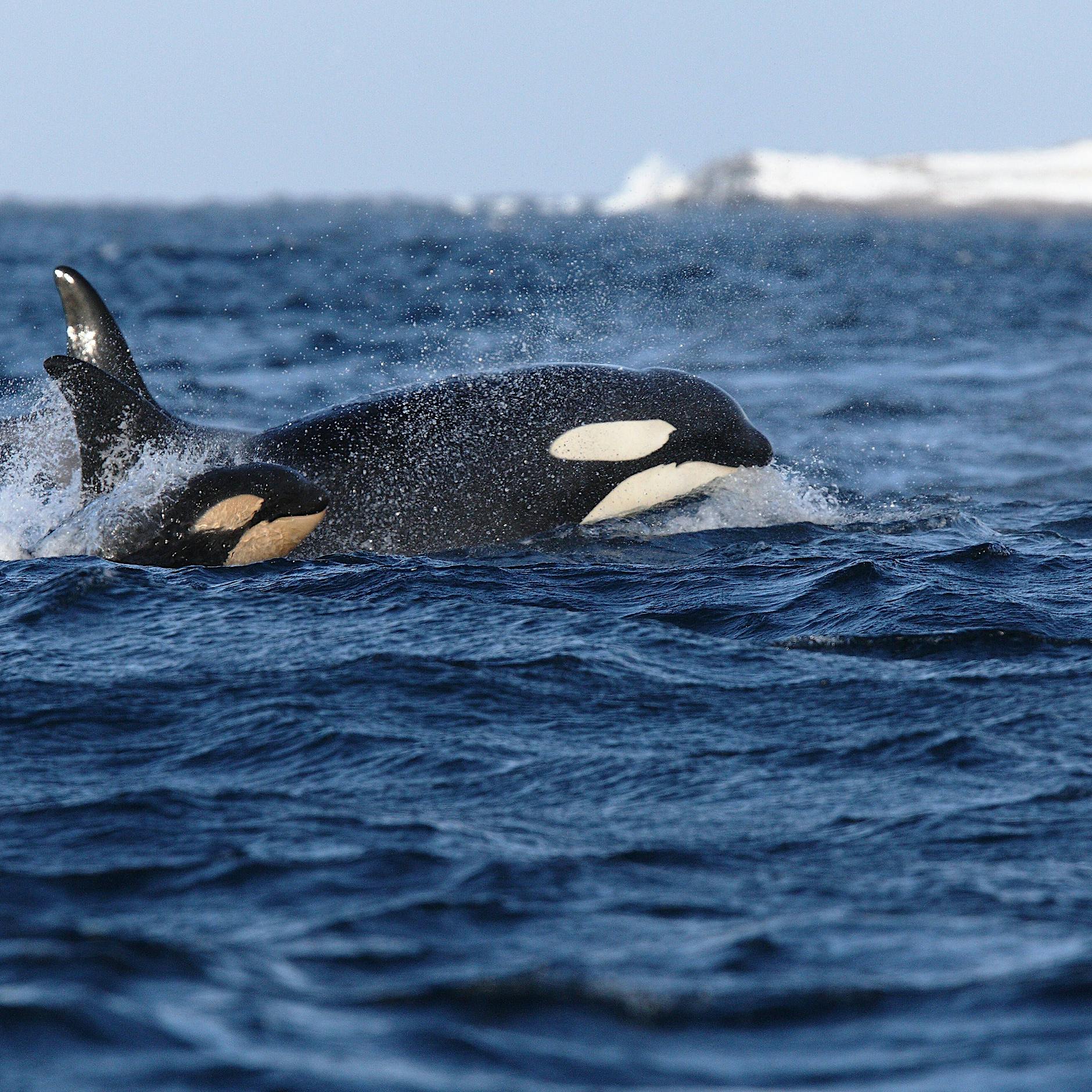 Orca-Pärchen tötet Weiße Haie in Südafrika – das hat Folgen