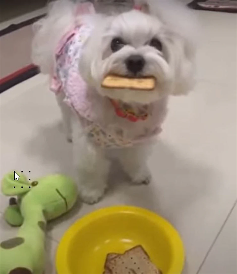 Dieser Hund wird sein Leckerli gleich – scheinbar völlig verdutzt – fallen lassen.