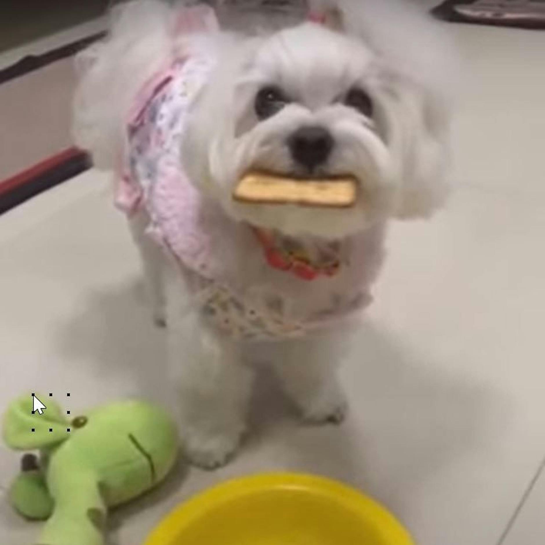 Internet-Trend: Hunde erschrecken sich vor sterbenden Stofftieren