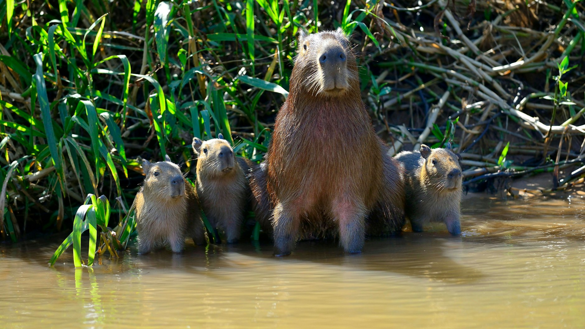 Wasserschweine werden in Brasilien vor allem während der Fastenzeit gerne gegessen.