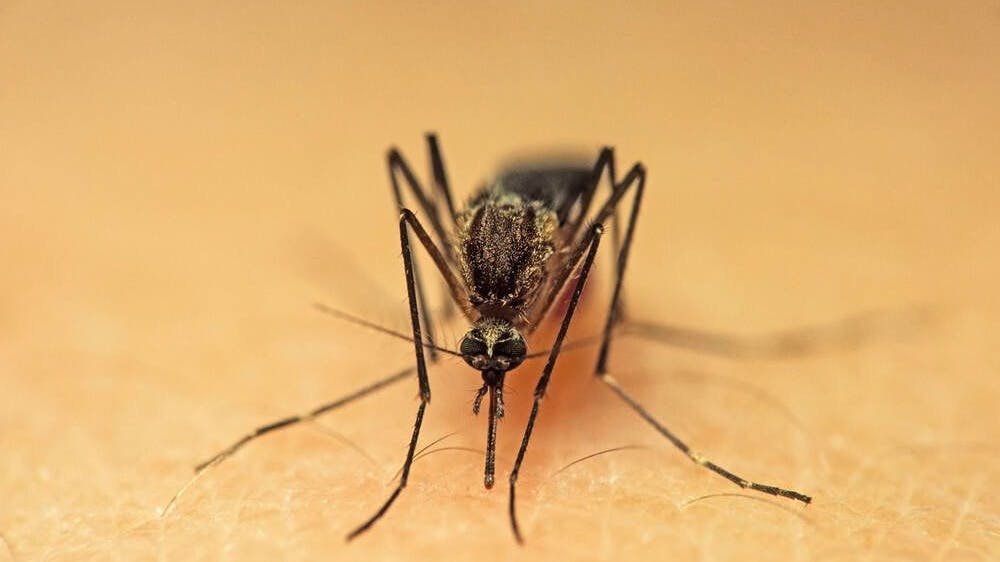 Wer häufig von Mücken gestochen wird, ist dankbar für jedes wirkungsvolle Mückenspray. Mit ein paar Hausmitteln machen Sie das ganz einfach selber.