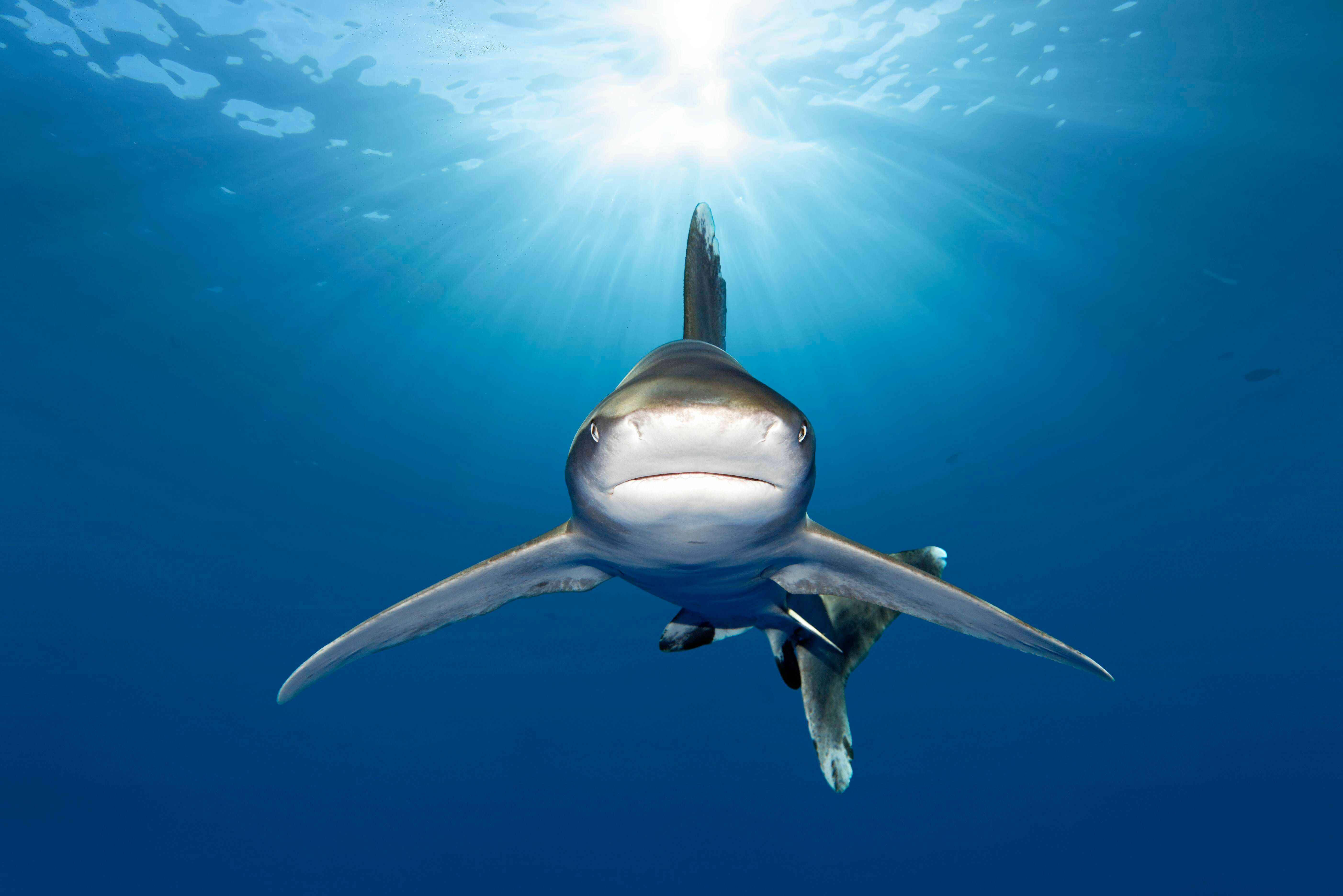 UPDATE Blutige Attacke im Urlaubsparadies Hurghada: Zwei Frauen vom Hai getötet