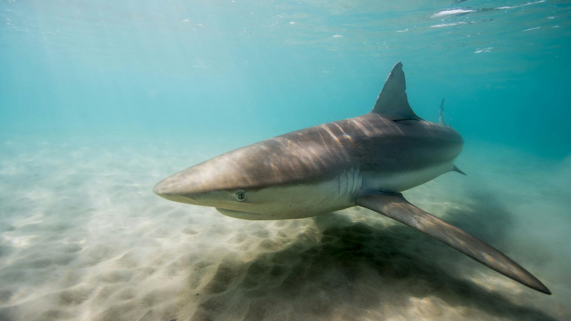 Ein Hai schwimmt nahe eines Strandes in flachem Wasser (Symbolbild).