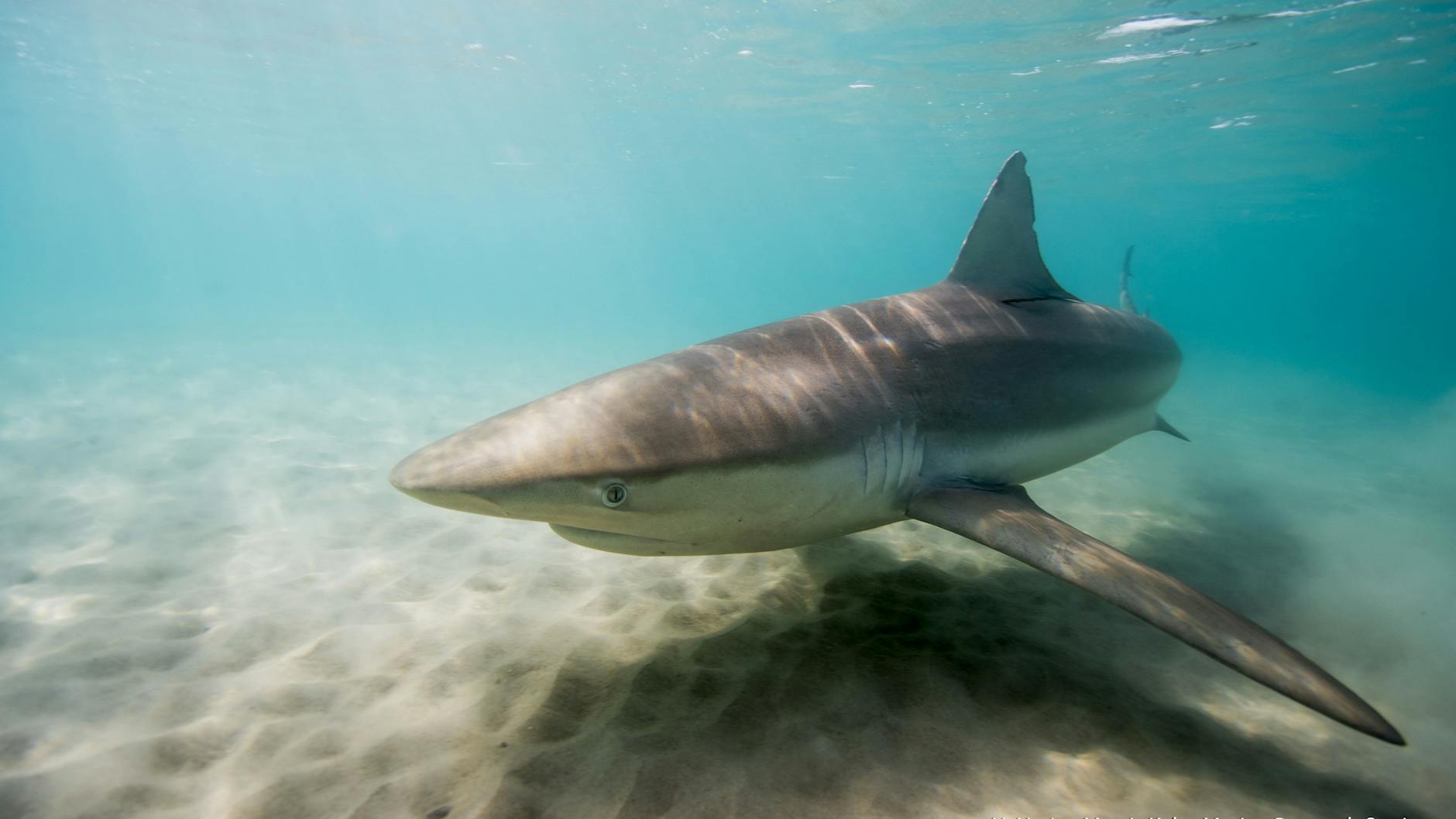 Eine Gefahr für Schwimmer und Surfer: Ein Hai schwimmt in seichtem Gewässer.