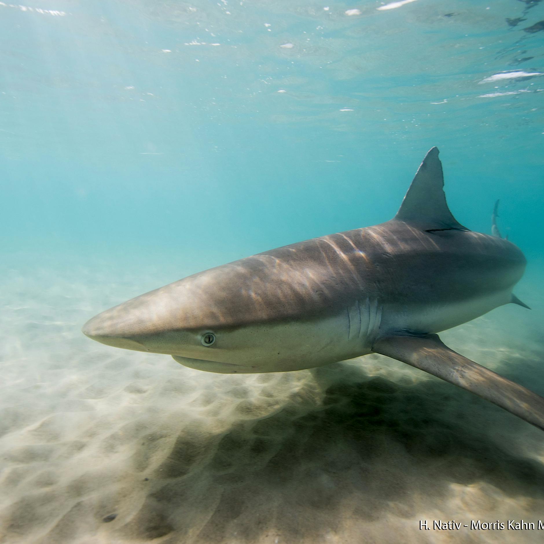 Hurghada: Zwei Urlauberinnen an einem Tag von Hai getötet