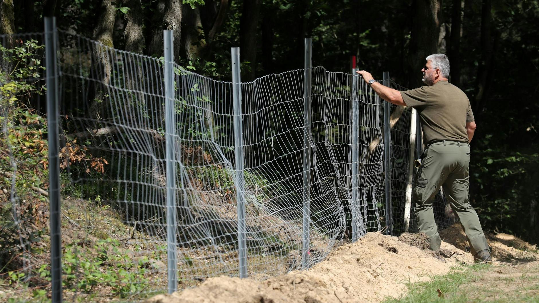 Solche Wildschutzzäune sollten das Ausweiten der Schweinepest verhindern.
