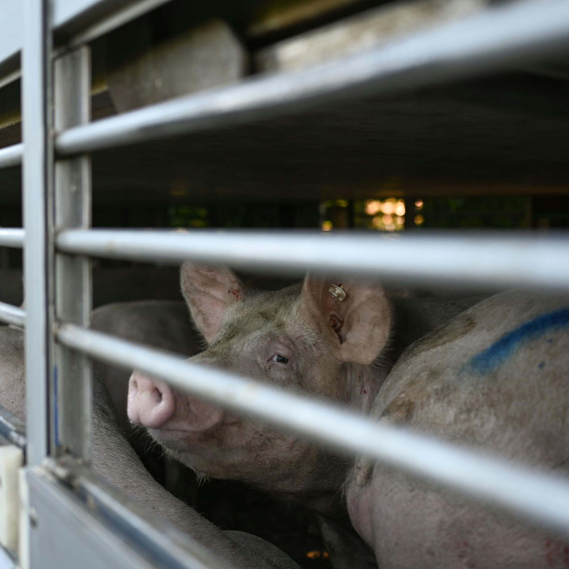 Die Schweinepest breitet sich in Brandenburg wieder aus: 1300 Tiere müssen sterben
