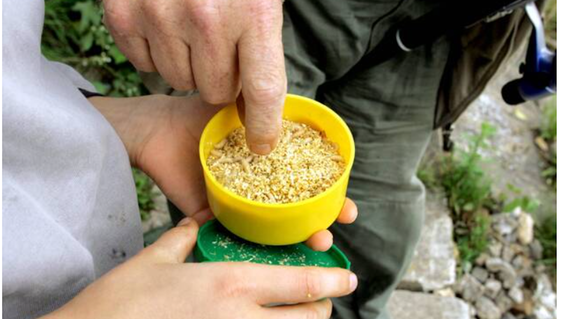 Angler verwenden Maden von Fliegen und auch von Bienen zum Angeln.