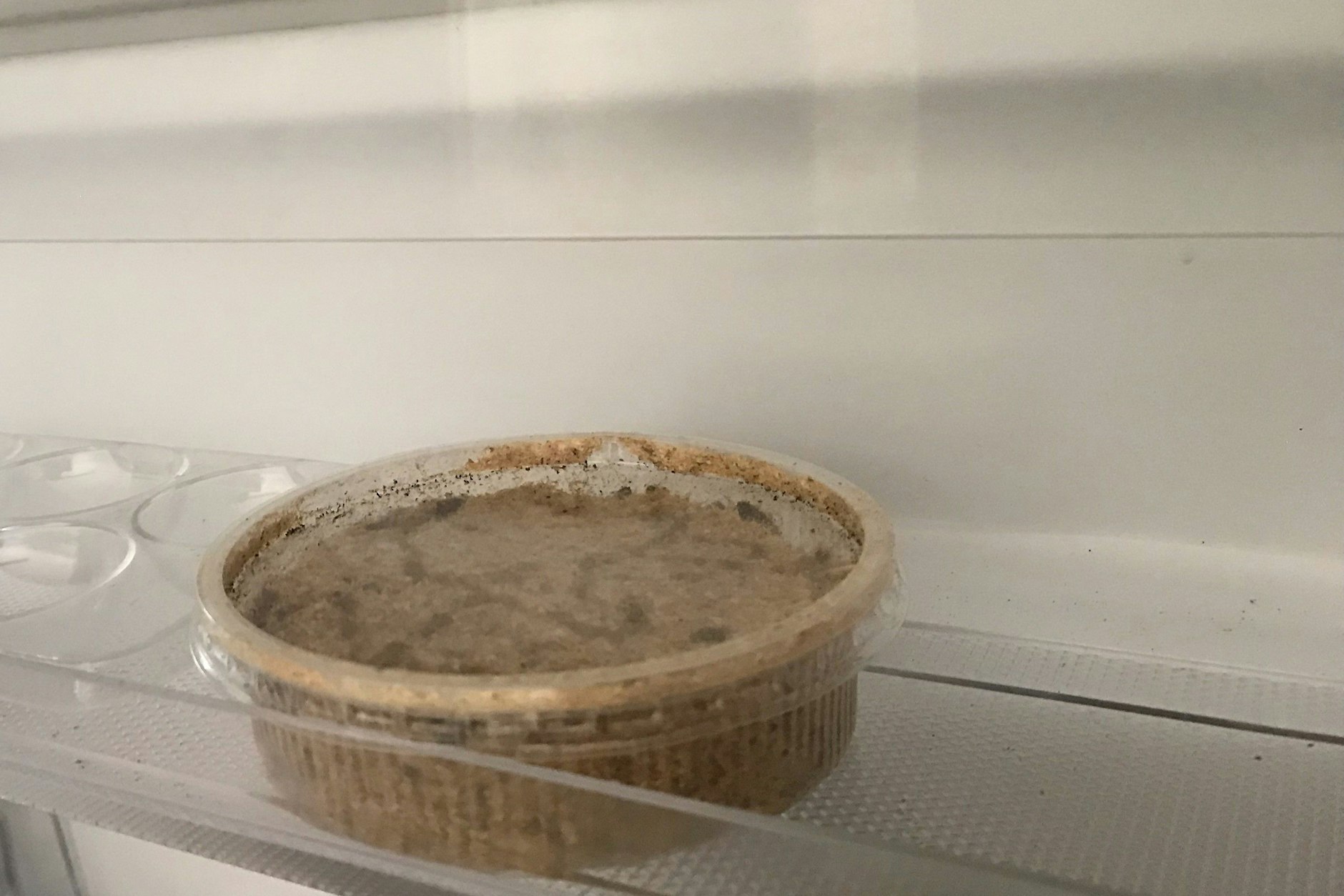 Eine Dose mit Fliegenmaden findet man bei Anglern im Kühlschrank.