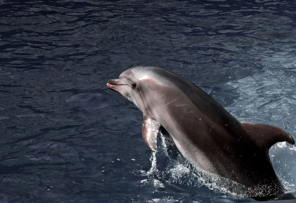 Tausende Delfine im Schwarzen Meer wegen Kriegs verendet