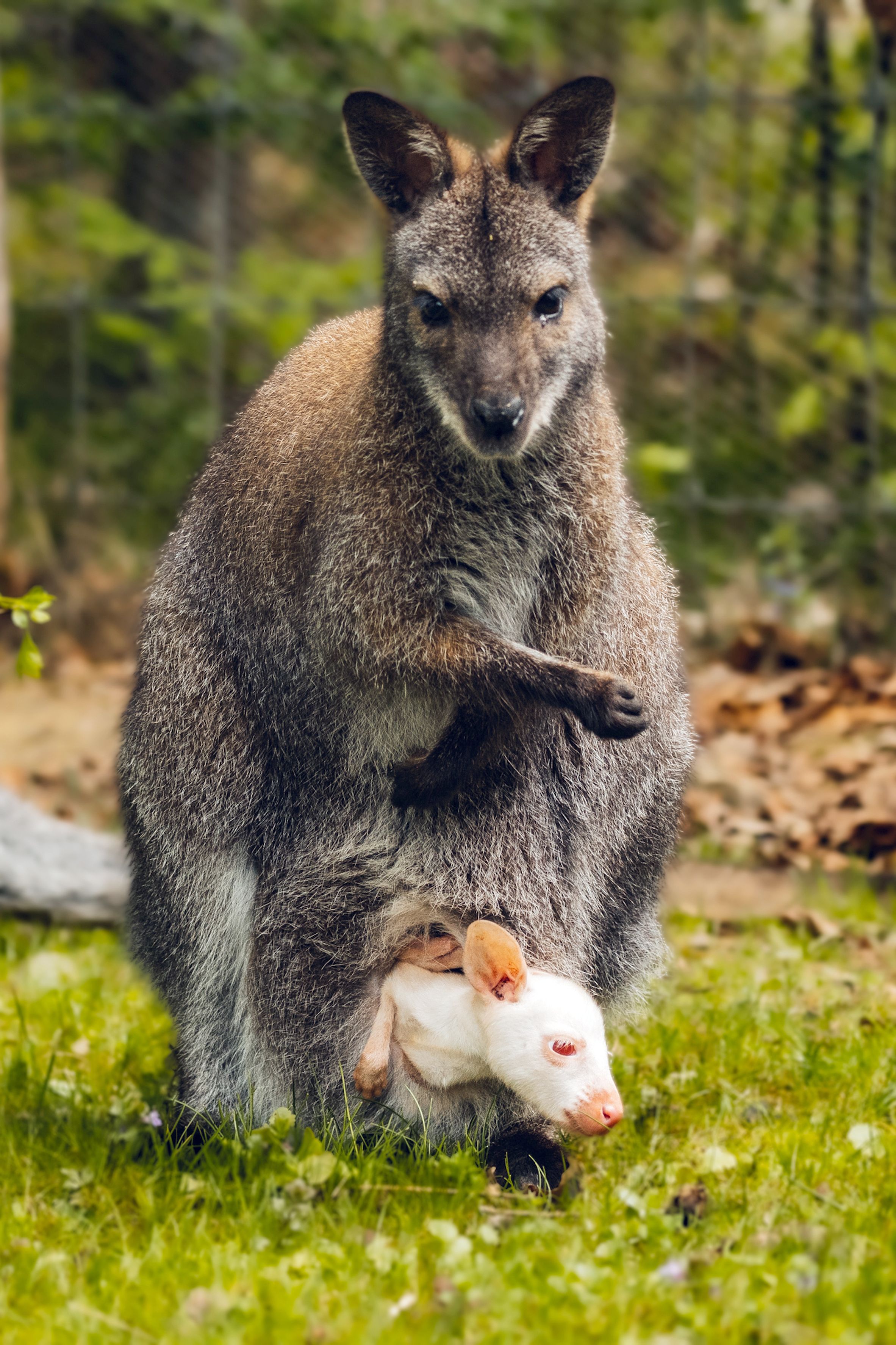 Image - Weißes Känguru auf der Autobahn erschossen