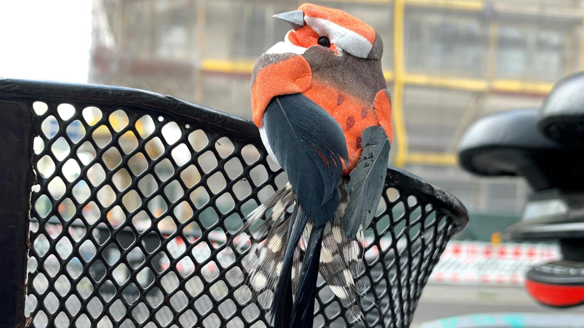 Ein kleiner Vogel an einem Fahrrad am Bahnhof Berlin Alexanderplatz