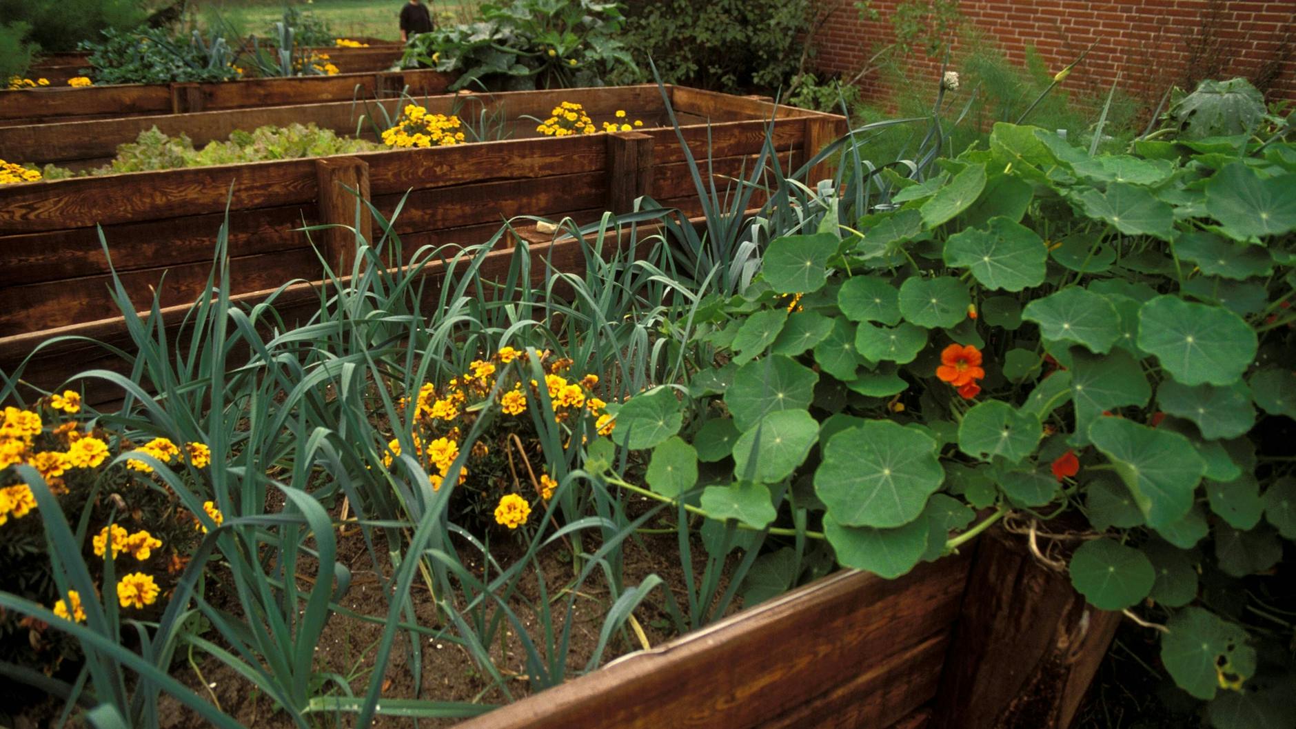 Im Hochbeet lassen sich Gemüse und Pflanzen wie Kapuzinerkresse ziehen. Hochbeete sind voll im Trend.
