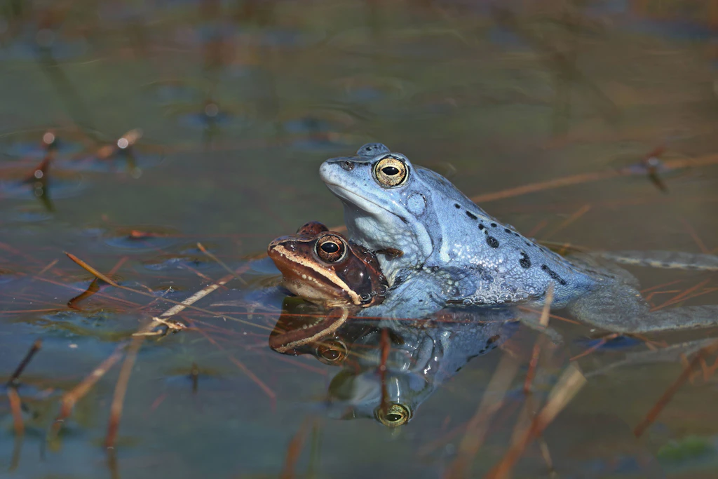Tod beim Sex: Forscher enträtseln mysteriöses Frosch-Sterben