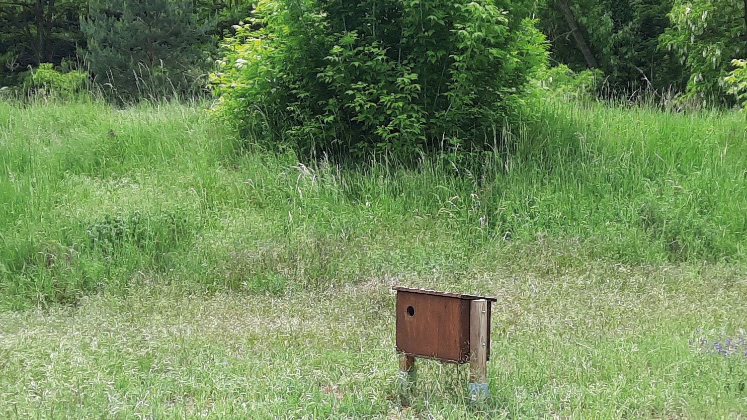 Wiedehopf-Nistkasten in Berlin. Die Kästen fanden offenbar Anklang, es sollen weitere aufgestellt werden.