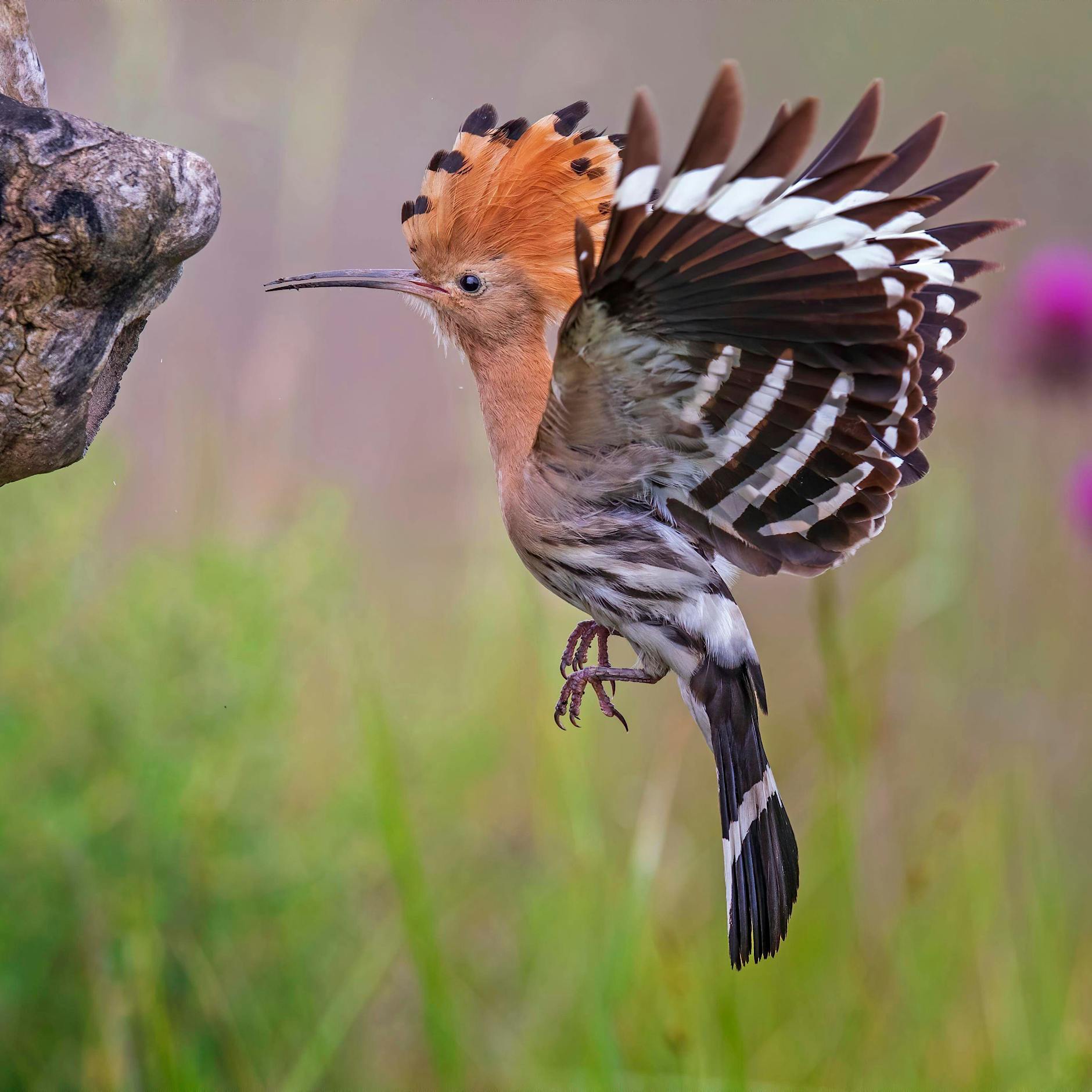 Da bist du ja wieder! Dieser Vogel brütet nach 30 Jahren wieder in Berlin
