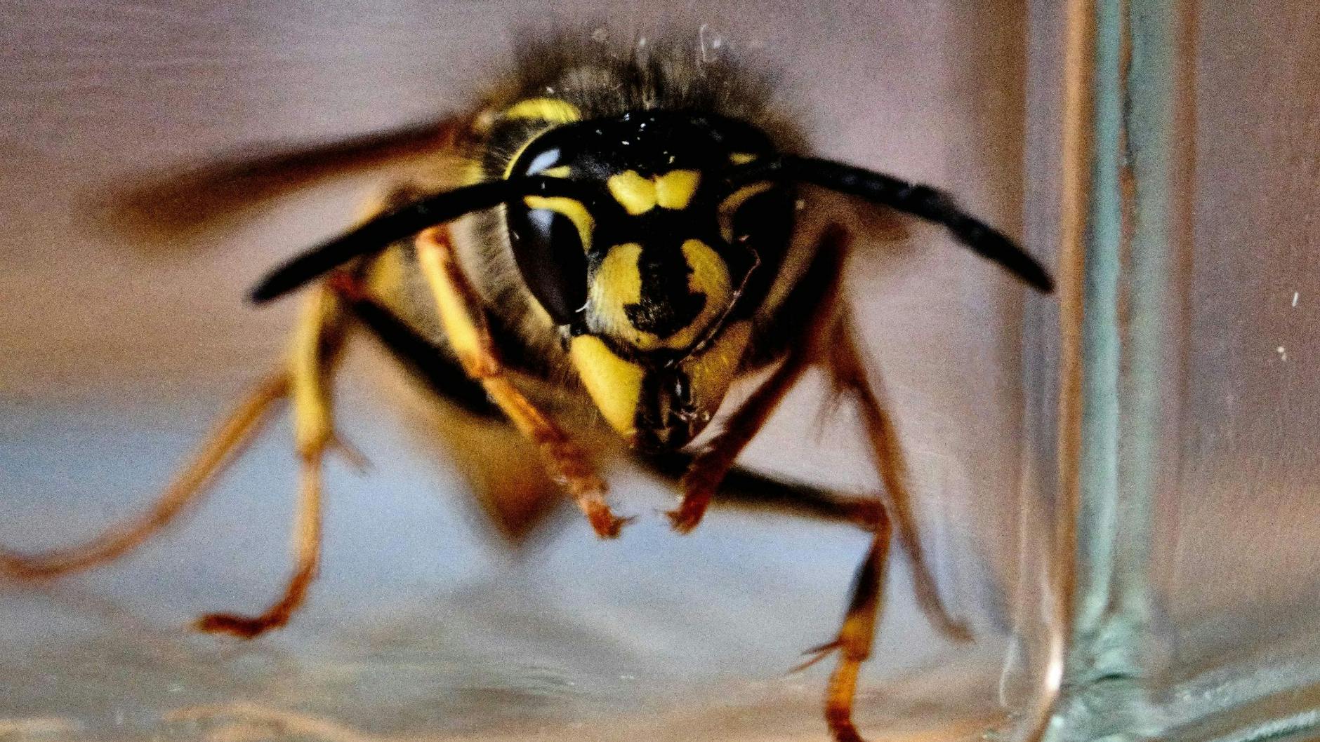 Eine gemeine Wespe (Vespula vulgaris) schaut aus einem Marmeladenglas. 