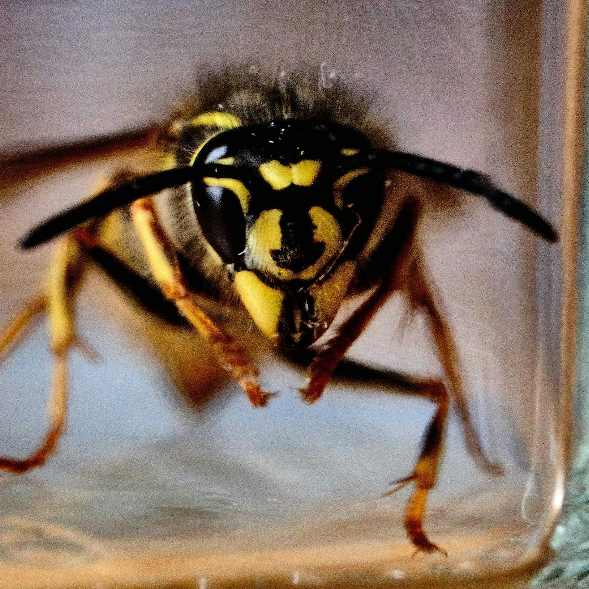 Viele Wespen: Trockenheit nützt Insekten