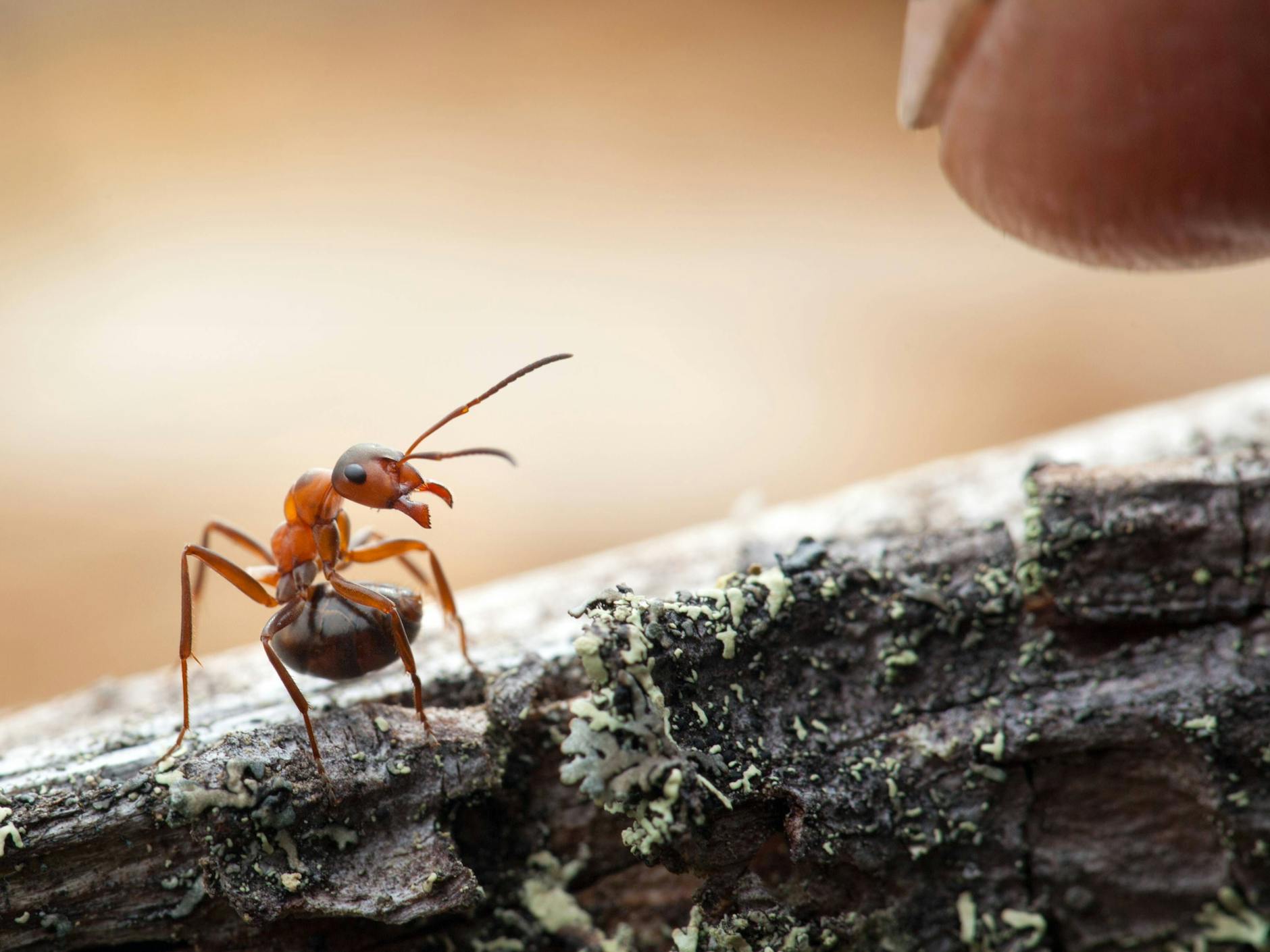 Ameise in Abwehrhaltung.